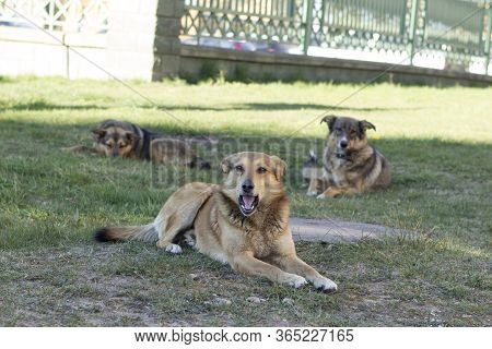 Three Similar Dogs Are Relatives, Older Puppies Sit And Rest On The Grass. One Of The Dogs Is Biting