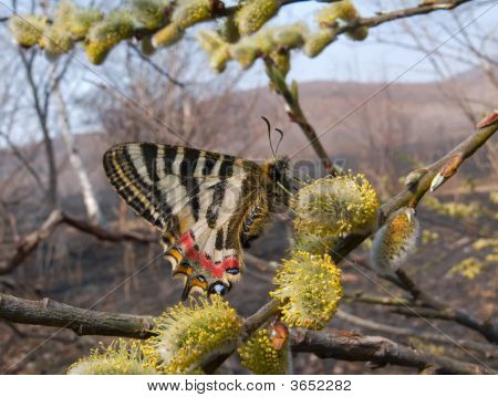Burretfly (Luehdorfia Puziloi)