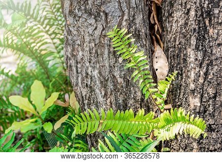 Close-up Of Green Fern Plants In Trunks Of Trees In Outdoor, Naturally Greenery Creeper Growing Clim