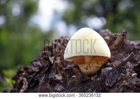Tree Mushrooms. Silky Edible Plate Mushroom Volvariella Bombycina Growing On Dead Rotten Wood. A Rar