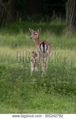 Female Fallow Deer With Her Young Fawn
