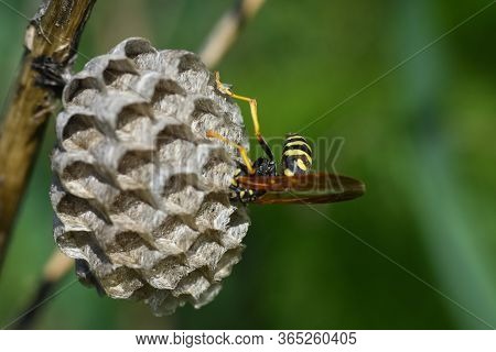 Wasp. Wasp On Honeycomb. Macro Of Wild Wasp Resting In Hive Vespiary