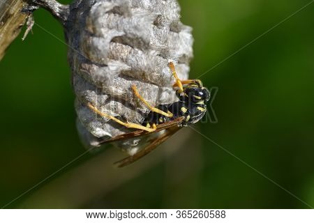 Wasp. Wasp On Honeycomb. Macro Of Wild Wasp Resting In Hive Vespiary