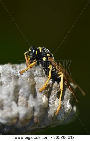Wasp. Wasp On Honeycomb. Macro Of Wild Wasp Resting In Hive Vespiary