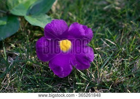 Close Up Of Thunbergia Erecta Blue Flower Is Herbaceous Perennial Climbing Plant. Bush Clockvine, Ki