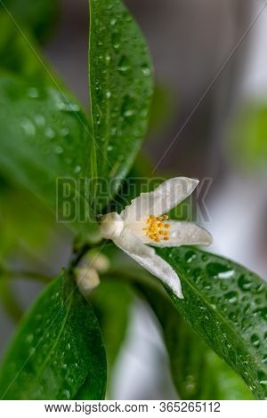 Blooming Indoor Calamondine Tree Isolated On White Background