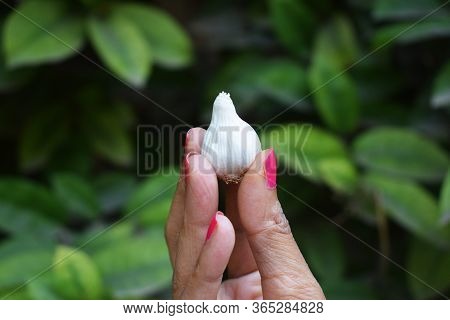 Small Mini Size Raw Whole Garlic Allium Bulb In Female Hand, Garlic Is Used In Cooking Has Medicinal