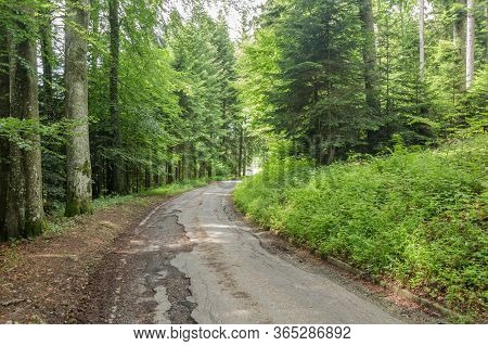 A Path Surrounded By Dense Green Forest In Mont Pelerin, Switzerland. Mont Pelerin Is A Mountain Of