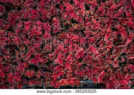 Plants Of Coleus Blumei, Top View. Coleus Foliage Background
