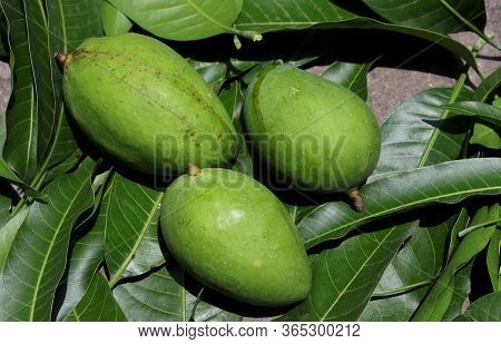 Raw Mangoes On Leaves With Selective Focus