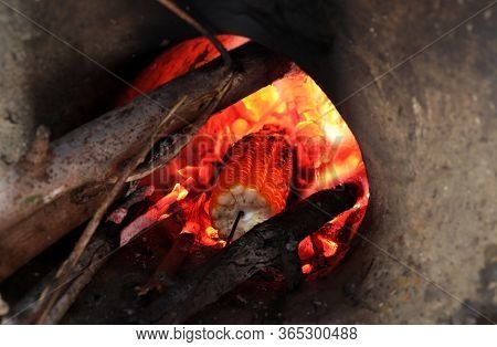 Roasting Corn Or Maize In Fire Of A Hearth With Selective Focus