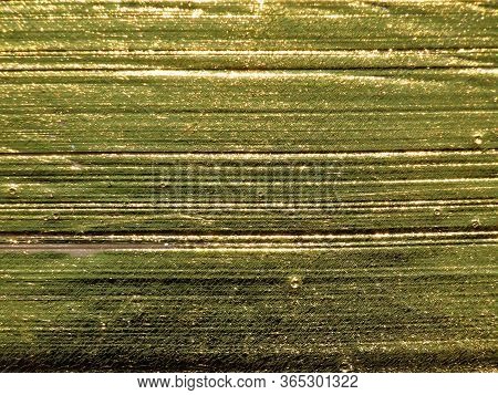 Gilt Edge Of An Old Book, Macro Close Up As Texture