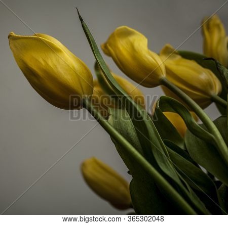 A Bouquet Of Yellow Tulips Close-up. Natural Flowers With A Delicious Smell.