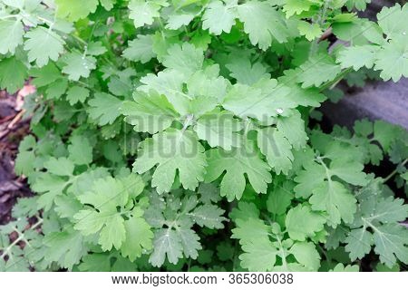 Leaves Of Celandine. A Medicinal Plant. A Drop Of Rain On Green Leaves. Young Green Plants In Spring