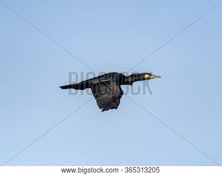 A Black Japanese Cormorant, Phalacrocorax Capillatus, Flies In Blue Skies Near The Izumi River In We