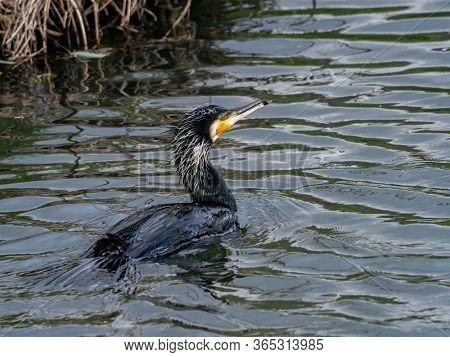 A Black Japanese Cormorant, Phalacrocorax Capillatus, Swims In The Izumi River In Western Yokohama, 