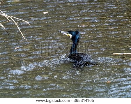 A Black Japanese Cormorant, Phalacrocorax Capillatus, Swims In The Izumi River In Western Yokohama, 