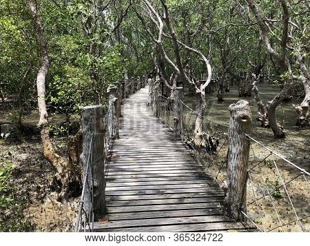 Photo Of Mangroves Are A Group Of Trees And Shrubs That Live In The Coastal Intertidal Zone, Taken I
