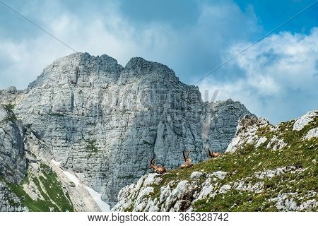 Steinbocks On The Mount Montasio In The Julian Alps, In A Summer Day
