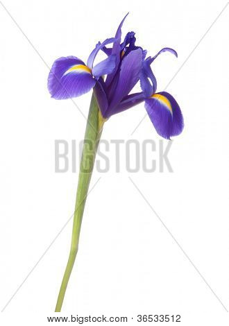Blå iris eller blueflag blomst isoleret på hvid baggrund