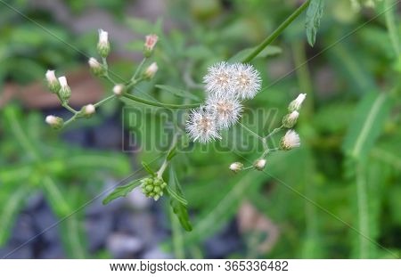 Tiny Purple Flowers On Cyanthillium Cinereum Or Little Ironweed Plant. A Herbal Plant Used For Smoki