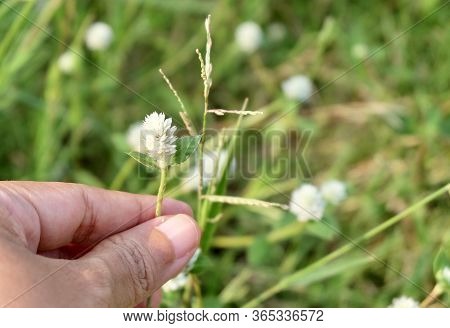 Flower And Plant, Hand Holding White Gomphrena Celosioides, Gomphrena Weed Or Wild Globe Everlasting