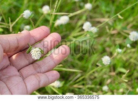 Flower And Plant, Hand Holding White Gomphrena Celosioides, Gomphrena Weed Or Wild Globe Everlasting