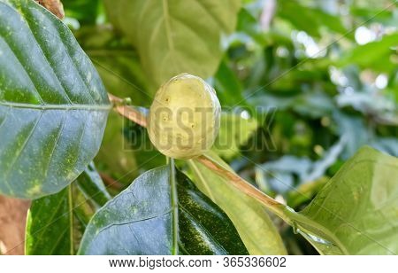 Vegetable And Herb, Fresh Noni, Morinda Citrifolia, Great Morinda, Indian Mulberry, Beach Mulberry O