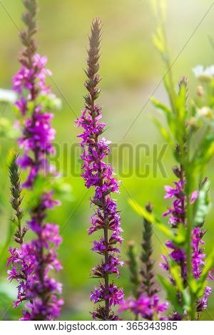 Summer Flowering Purple Loosestrife, Lythrum Tomentosum Or Spiked Loosestrife And Purple Lythrum On 