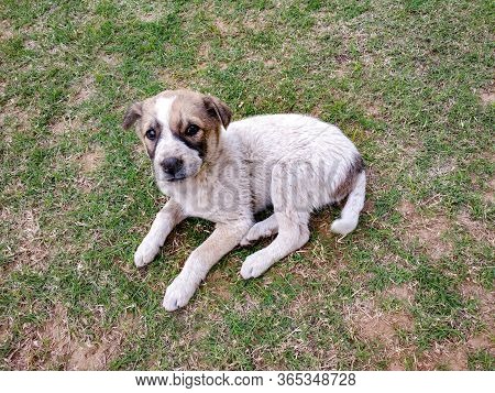 Stray Dog Cute Puppy Seating In The Lawn Looking At Camera