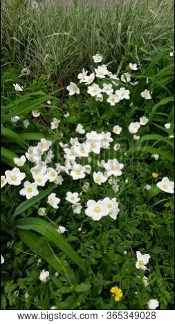 Beautiful White Flowers Lapchatka In Spring Garden