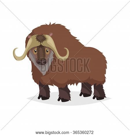Cute Cartoon Muskox. Wild Animal. Vector Illustration For Child Books. Big Furry Cattle Animal. Isol