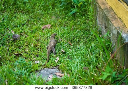 Komodo Lizard Walks On The Lawn In The Park.
