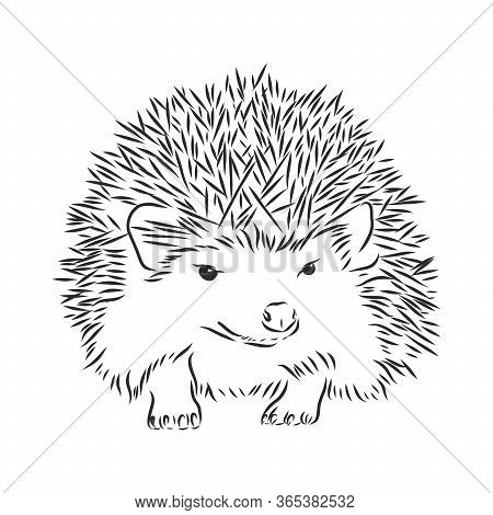 Hedgehog Sketch Drawing Isolated On White Background, Hedgehog, Vector Sketch Illustration