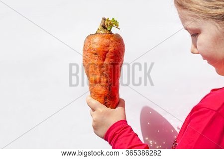 Ugly Food. Big Deformed Organic Carrot In Child's Hand On White Background Isolated. Bright Juicy Co