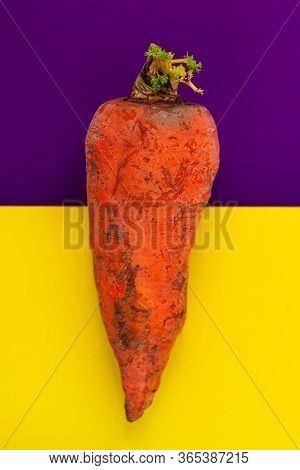 Ugly Food.deformed Organic Carrot On Bright Yellow And Violet Duotone Background.misshapen Produce,f