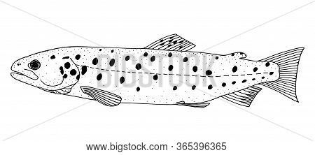 Sevan Trout (salmo Ischchan ). Lake Fish. Black And White Hand Drawing Realistic Vector Image.