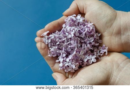 Many Purple Colors Hold Female Hands. Close-up.