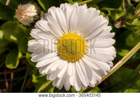 A Colorful Flower Of A Plant Called Daisy, Bellis Perennis. Macro Photo