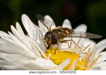 Wasp Sits On A White Flower And Collects Pollen, Macro Photo