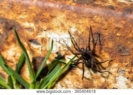 Black Striped Spider Crawls Over Theft Of A Metal Beam In The Grass, Macro Photo