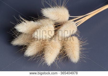 Bunch Of Dry Bunnytail For Decoration On Gray Background