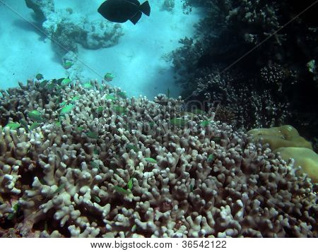 Reino de peces tropicales - los arrecifes de coral en el mar de Maldivo