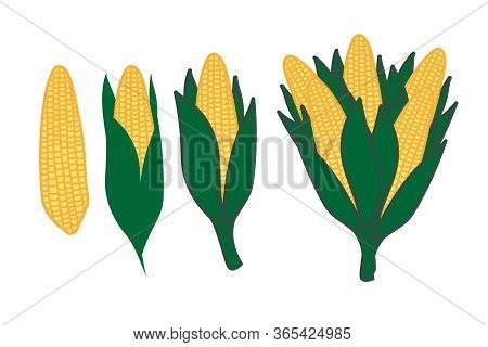 Set Of Corn On The Cob Isolated On The White Background. Vector Eps10 Illustration.