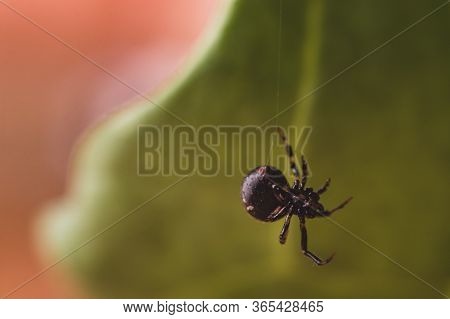 Close Up Or Macro A Spider On The Spider Web That Is Hanging In The Air On Green Or Natural Backgrou