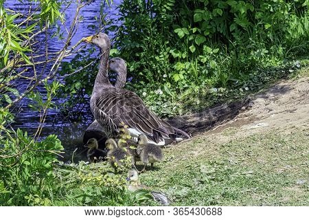 Greylag Goose (anser Anser) Family In Bedfont Lakes Country Park - London, United Kingdom