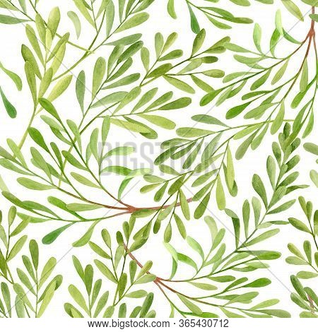 Watercolor Tea Tree Leaves Seamless Pattern. Hand Drawn Illustration Of Melaleuca. Green Medicinal P
