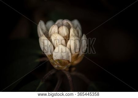 Rhododendron, Halfdan Lem, White Lower,  Side View, With Green Leaves And Dark Copy-space, Selective