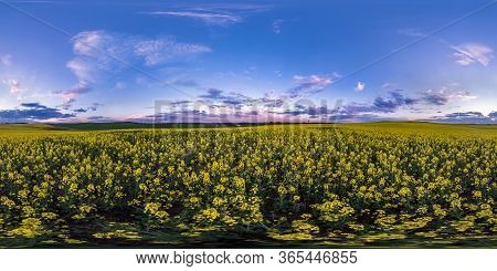Full Seamless Spherical Hdri Panorama 360 Degrees Angle View On Among Rapseed Canola Colza Fields In