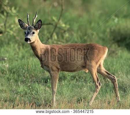 Siberian Roe Deer Side Image & Photo (Free Trial) | Bigstock